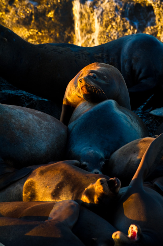 California Sea Lions